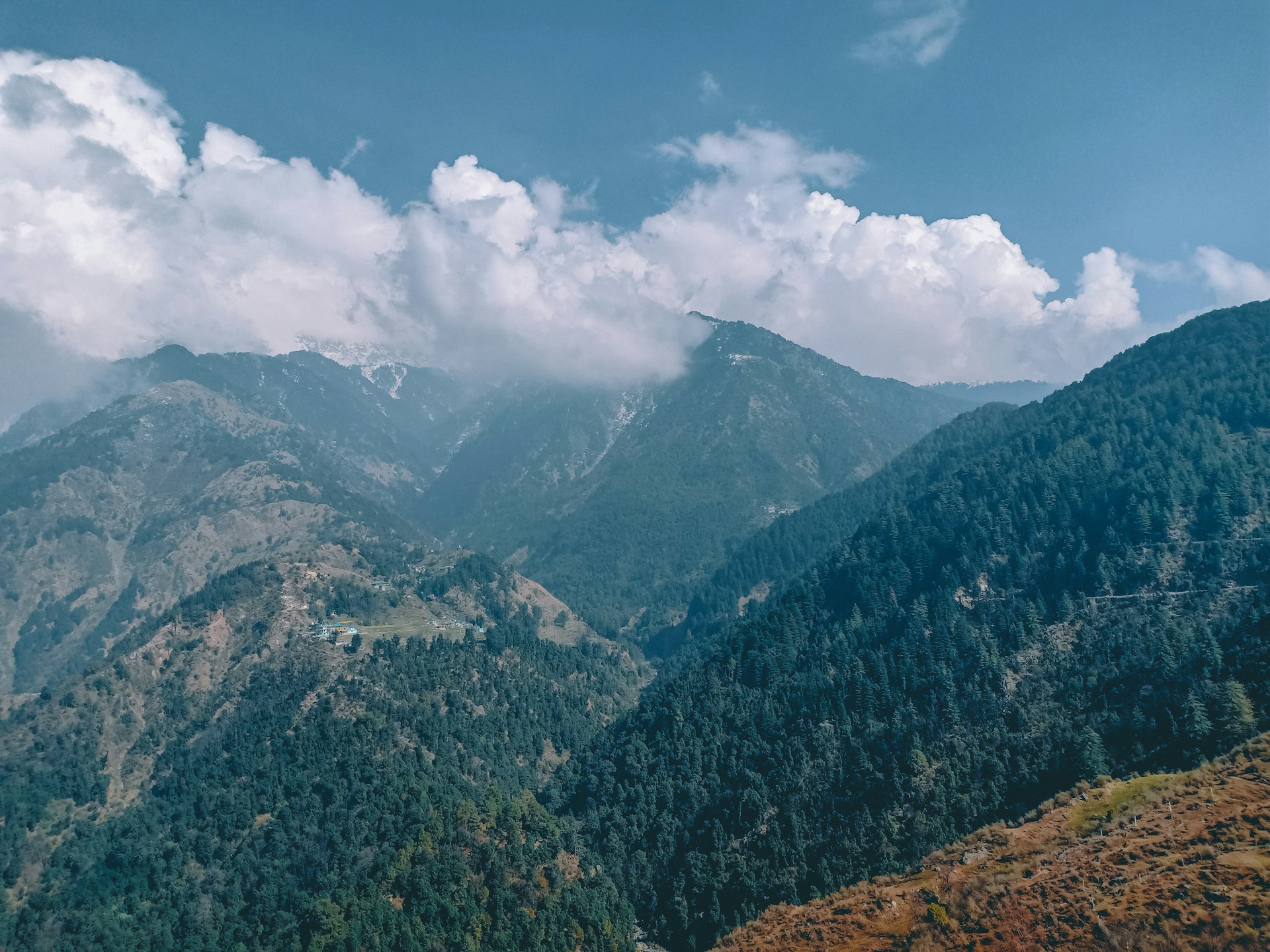 Where Forest Paths Meet Soft Silence In Dharamshala